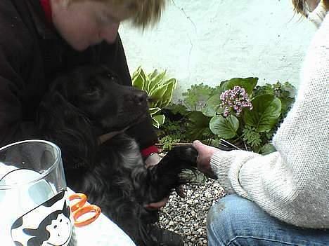 Kleiner münsterländer Anton - Skal lii ha klippet negle ;( billede 6