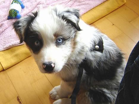 Australian shepherd Alve - Sådan en lille vaps var han engang.... billede 17