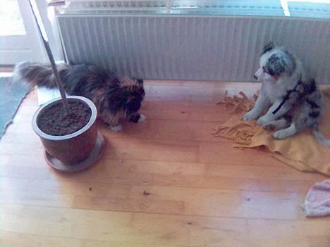 Australian shepherd Alve - Alve og Emma da de var ved at lære hinanden at kende (næsten lige store...) billede 18