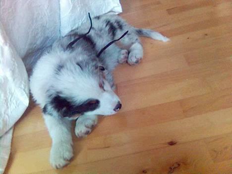 Australian shepherd Alve - Alve som baby, taget den dag jeg fik ham. billede 19