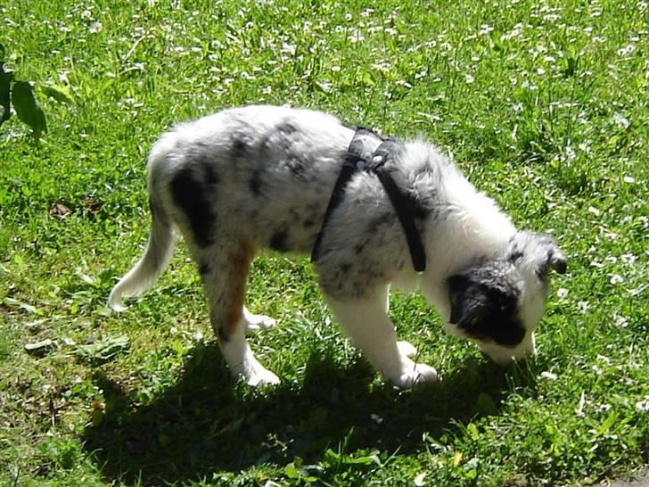 Australian shepherd Alve - Tænk han har været så hvalpet... billede 20