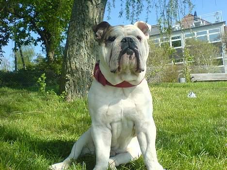 Engelsk bulldog Eigil - Eigil kigger pave stolt ud over søen  billede 1