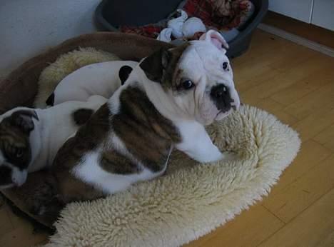 Engelsk bulldog Eigil - Er jeg ikke bare sød ? billede 2