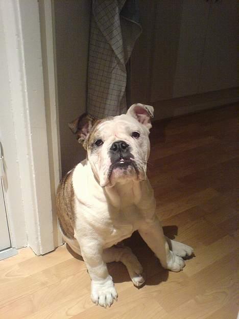 Engelsk bulldog Eigil - Hvad glor du på? billede 3