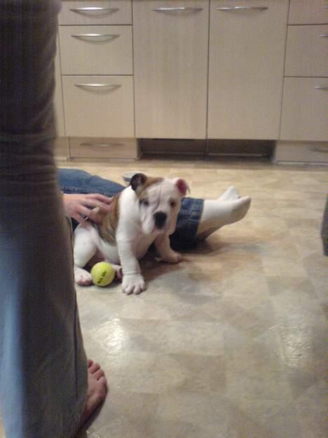 Engelsk bulldog Eigil - Første dag sammen med mor og far.....meget lille og bange  billede 4