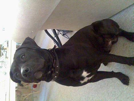 Amerikansk staffordshire terrier Milo - Er jeg ikke bare dejlig?   :-)  billede 1