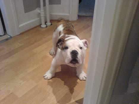 Engelsk bulldog Eigil - Her er jeg meget farlig og gør billede 5