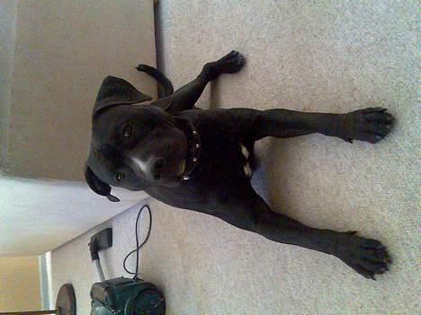 Amerikansk staffordshire terrier Milo - knap 10 mdr. gammel og knap 35 kg. tung  :-)  billede 2