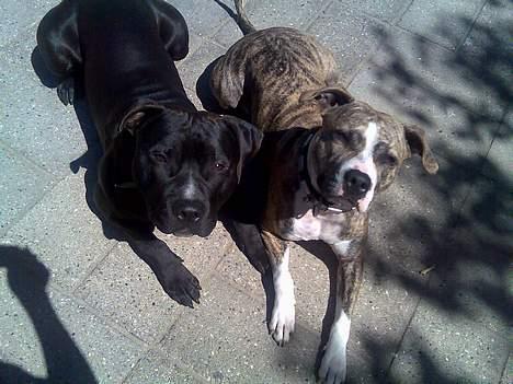 Amerikansk staffordshire terrier Milo - Milo og hans mor... Nala  billede 3