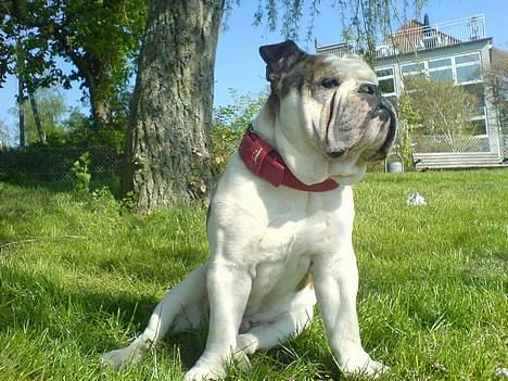 Engelsk bulldog Eigil - Skal lige holde øje med det hele omkring mig  billede 6