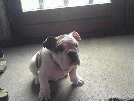 Engelsk bulldog Eigil - Jeg er lidt træt nu mor og vil gerne hjem  billede 7