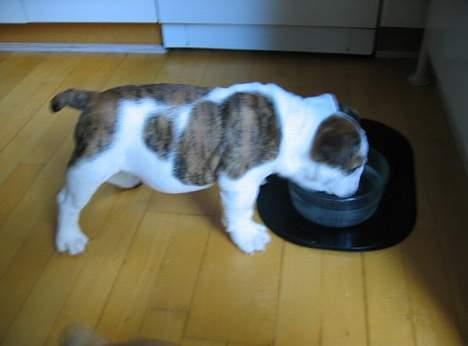 Engelsk bulldog Eigil - Nu er jeg sørme blevet lidt tørstig  billede 8