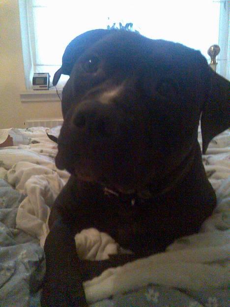 Amerikansk staffordshire terrier Milo - nyt* fra december 06 billede 5