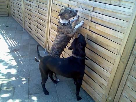 Amerikansk staffordshire terrier Milo - se os... vi er frække :-)  billede 6