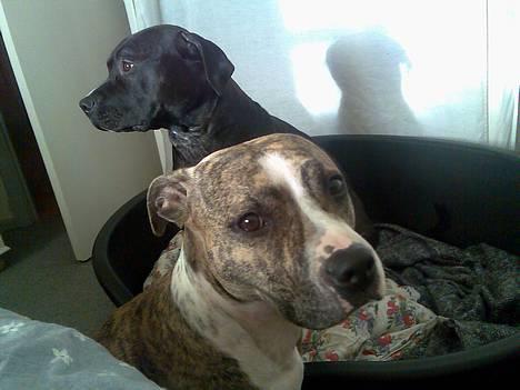 Amerikansk staffordshire terrier Milo - nyt* december 06 billede 7