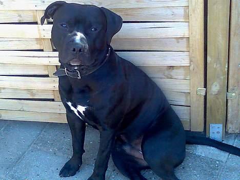 Amerikansk staffordshire terrier Milo - knap 10 mdr. Jeg bliver en STOR og flot hanhund ;-) billede 8