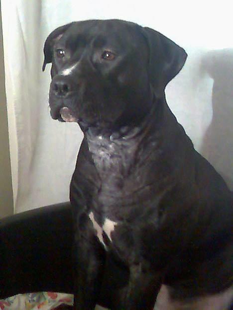 Amerikansk staffordshire terrier Milo - nyt* fra december 06 billede 9