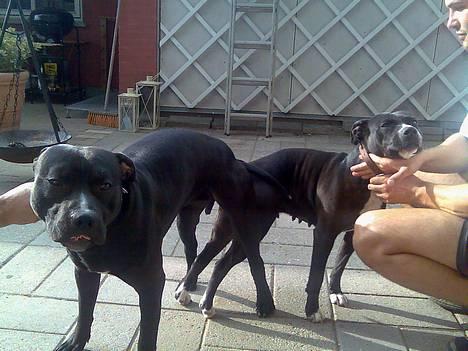 Amerikansk staffordshire terrier Milo - Er vi ikke bare dygtige ;-) billede 10