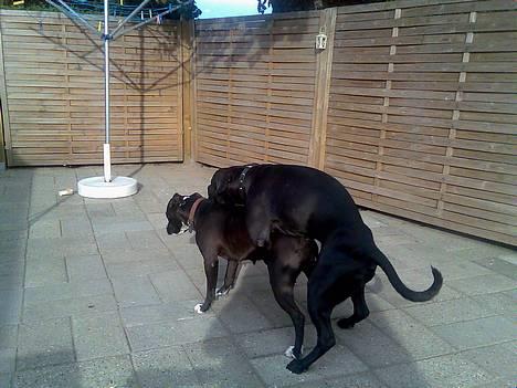 Amerikansk staffordshire terrier Milo - hun er såååå lækker ! billede 11