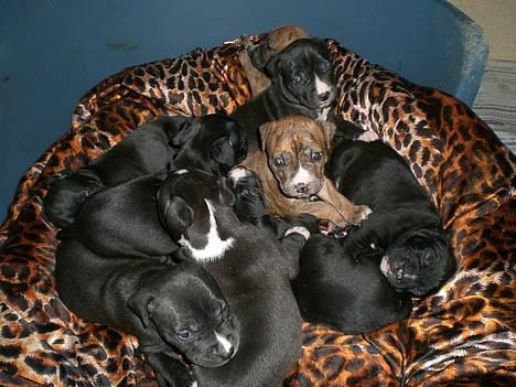 Amerikansk staffordshire terrier Milo - BYENS KØNNESTE HVALPE, født d. 14./10. :-) billede 12