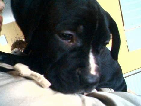 Amerikansk staffordshire terrier Milo - Milo 1½ mdr. gammel billede 13