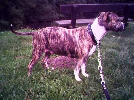 Amerikansk staffordshire terrier Milo - En gravid Nala (Milo i maven) :-)  billede 14