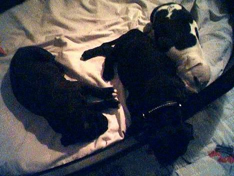 Amerikansk staffordshire terrier Milo - Milo og hans søskene billede 15