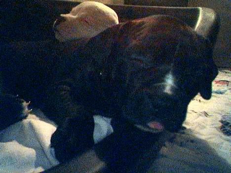 Amerikansk staffordshire terrier Milo - en meget træt baby :-)  billede 16