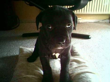 Amerikansk staffordshire terrier Milo - Milos søster (1. født) billede 17