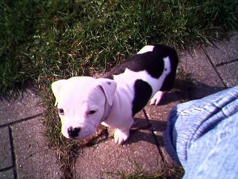 Amerikansk staffordshire terrier Milo - også en søster (nr. 2 født) :-) billede 18