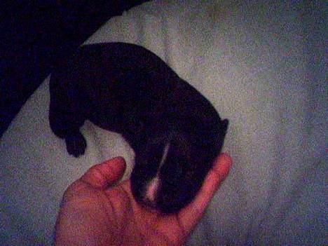 Amerikansk staffordshire terrier Milo - lille bitte baby... (Milo) billede 19