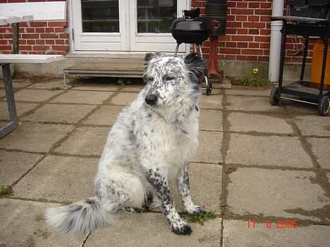 Blanding af racer Skuggi  R.I.P 5 marts 08 billede 6