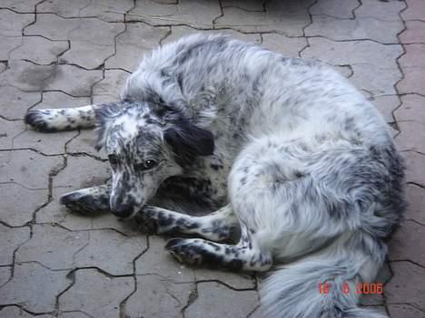 Blanding af racer Skuggi  R.I.P 5 marts 08 billede 7