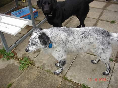 Blanding af racer Skuggi  R.I.P 5 marts 08 billede 9