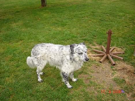 Blanding af racer Skuggi  R.I.P 5 marts 08 billede 10