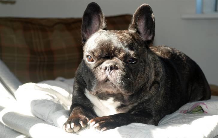 Fransk bulldog gizmo ( Død den 29/07-10) - Gizmo sover i solen.. billede 7
