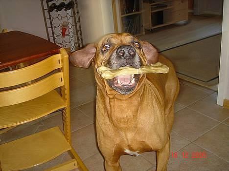 Rhodesian ridgeback Djambo - Se jeg har fået et kødben... billede 8