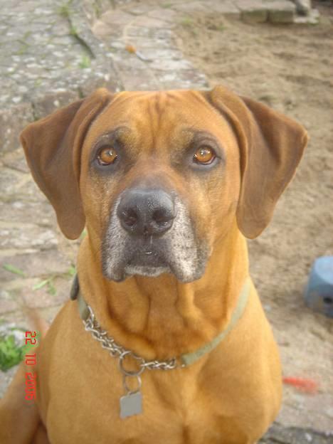 Rhodesian ridgeback Djambo - se er jeg ikke bare smuk... billede 9