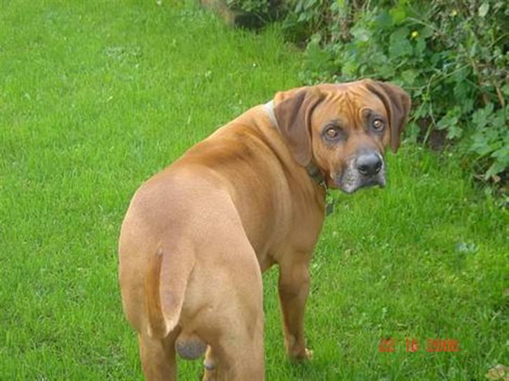Rhodesian ridgeback Djambo - sagde du jeg fik en guffer billede 10