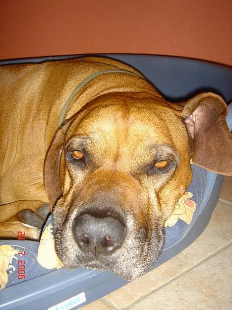 Rhodesian ridgeback Djambo - øhhhh...ihhh hvor er jeg bare træt...godnat... billede 11