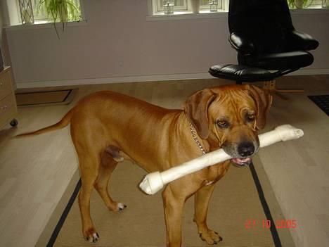 Rhodesian ridgeback Djambo - se mit lange kødben...*ss* billede 12