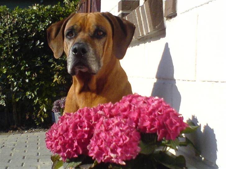 Rhodesian ridgeback Djambo billede 13