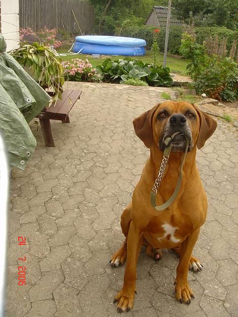 Rhodesian ridgeback Djambo - se jeg kan have andet i munden end mad... billede 14