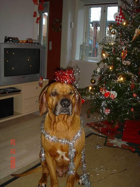Rhodesian ridgeback Djambo - Jul skulle være hyggeligt, hmm det er da kun pepernødderne der gør julen god!:´D billede 15