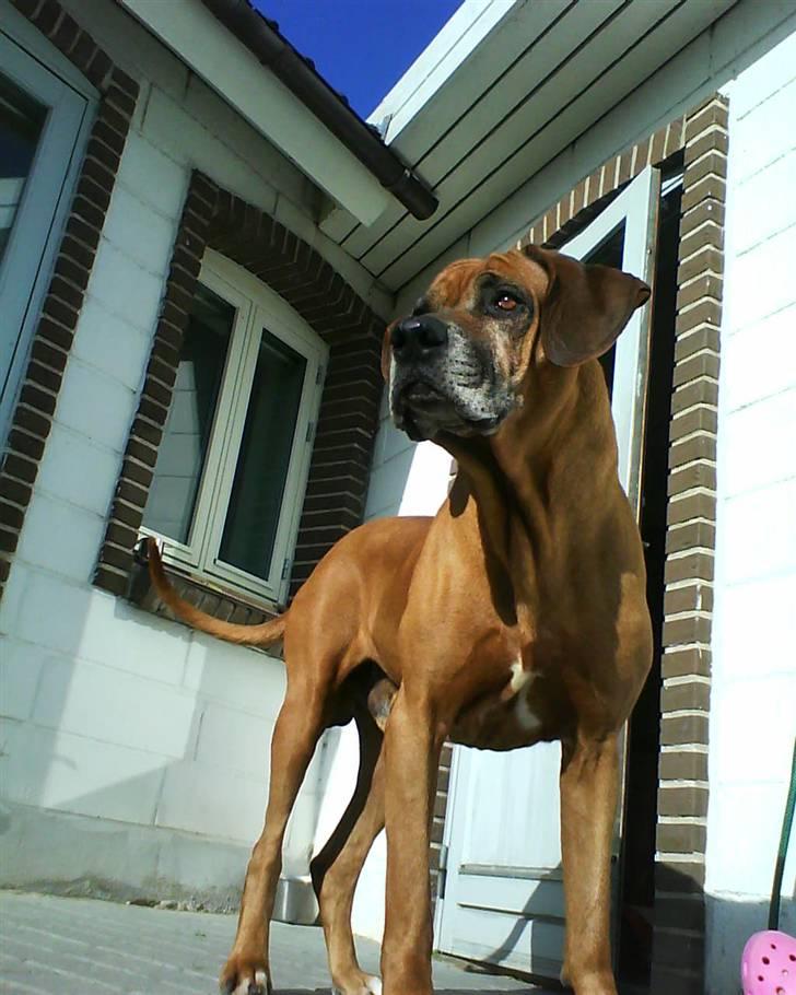 Rhodesian ridgeback Djambo billede 16