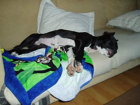 Amerikansk staffordshire terrier sif billede 4