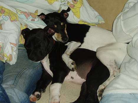 Amerikansk staffordshire terrier sif billede 5