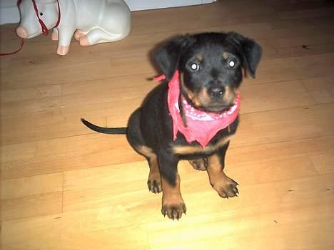 Rottweiler Nausica billede 8