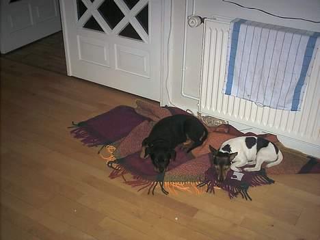 Rottweiler Nausica billede 9