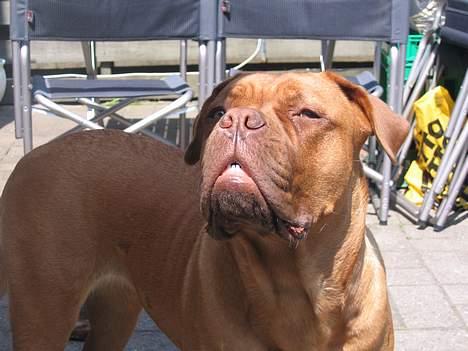 Dogue de bordeaux Freja - Død marts 2012. - "Hallo, der er intet i vejen med mine bisser, forstået?!" billede 11